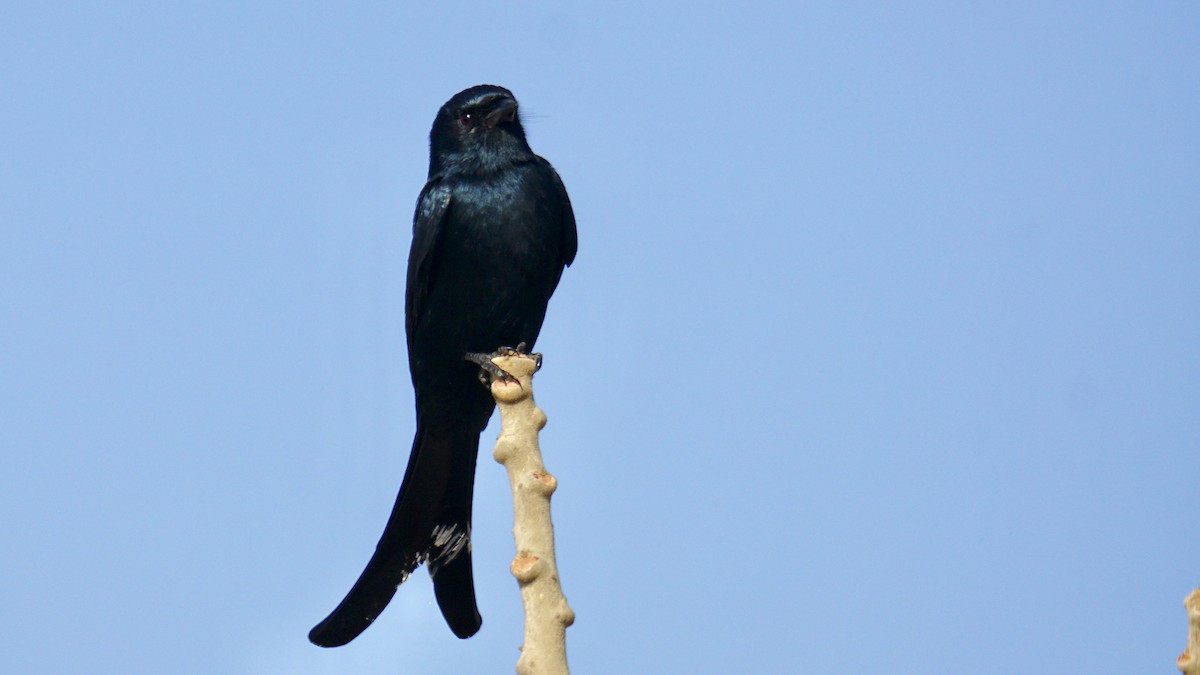 Black Drongo - ML646732284