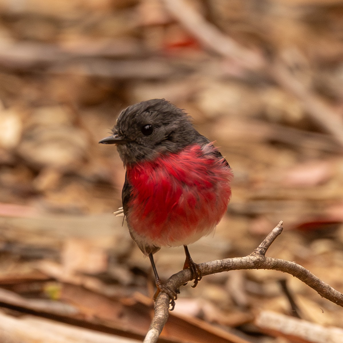 Rose Robin - ML646732285