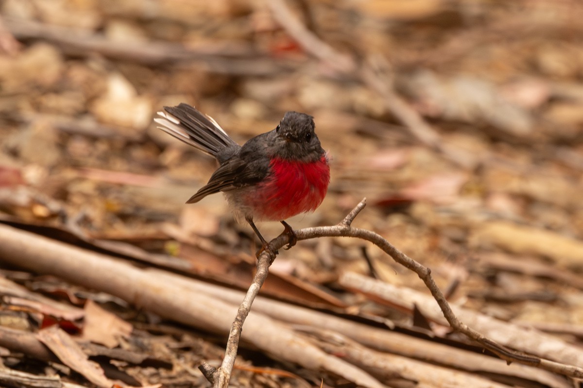 Rose Robin - ML646732286