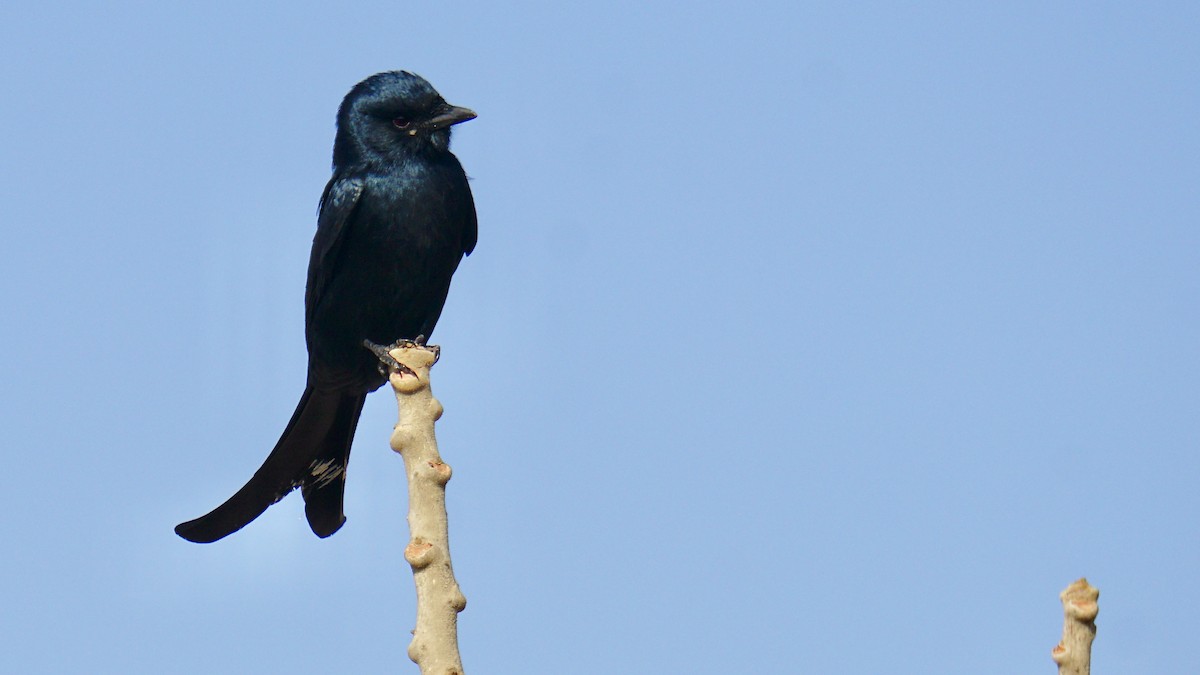Black Drongo - ML646732287