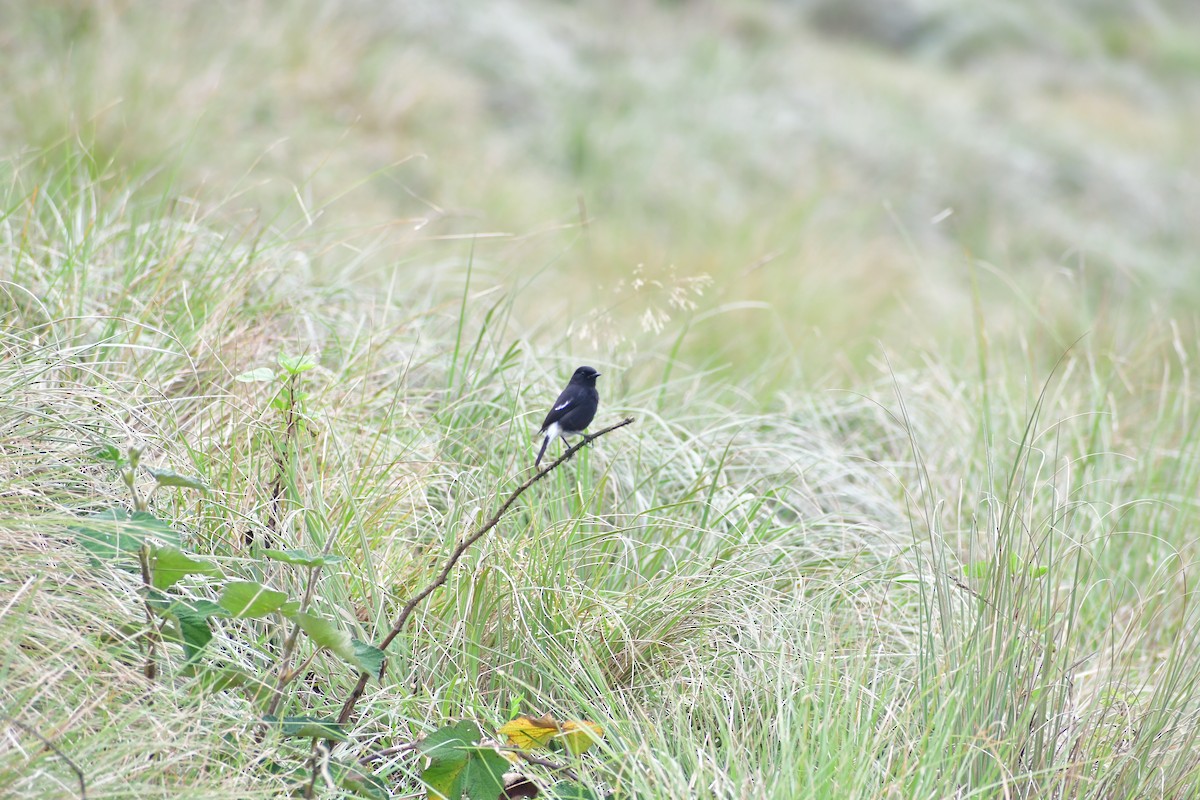 Saltimpalo bianco e nero - ML646732288