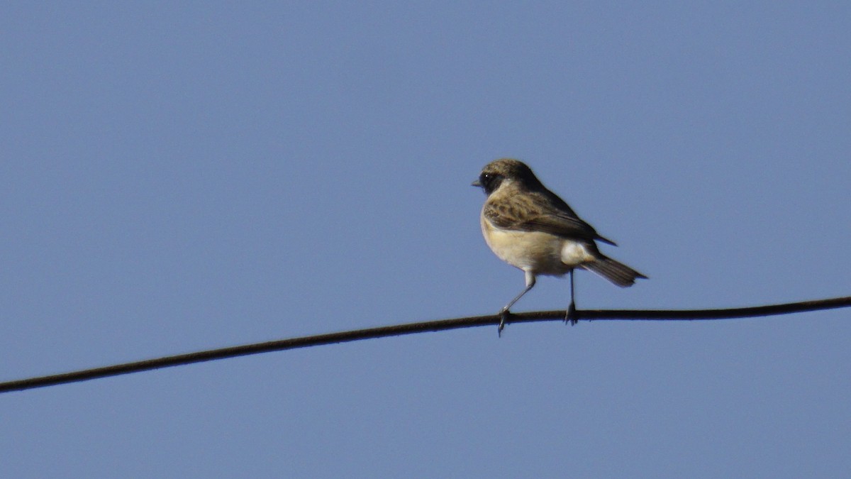 Pitxartxar siberiarra - ML646732289