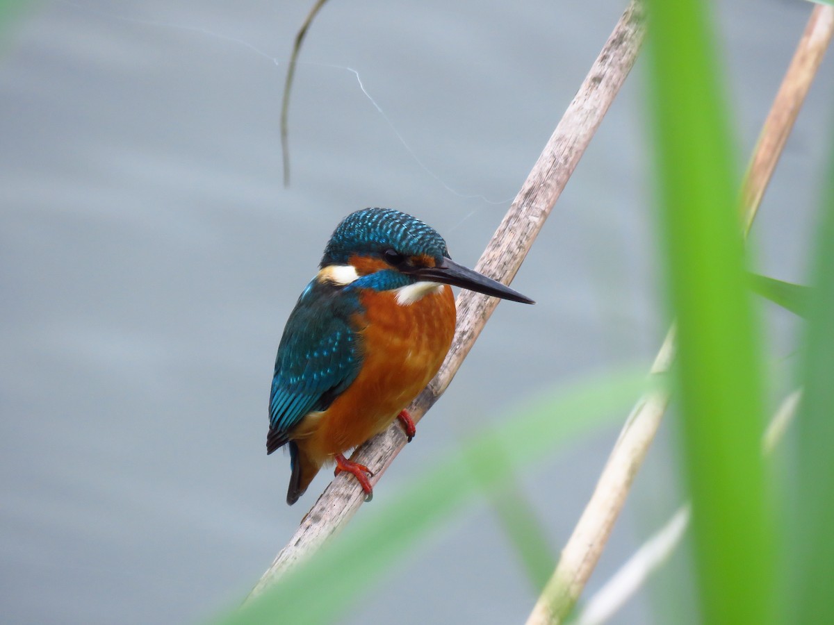 Common Kingfisher - ML646732292