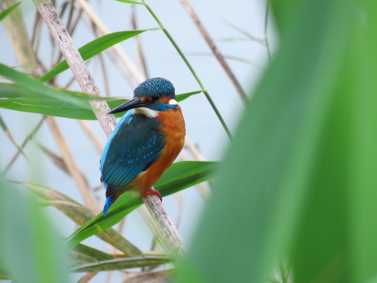 Common Kingfisher - ML646732294