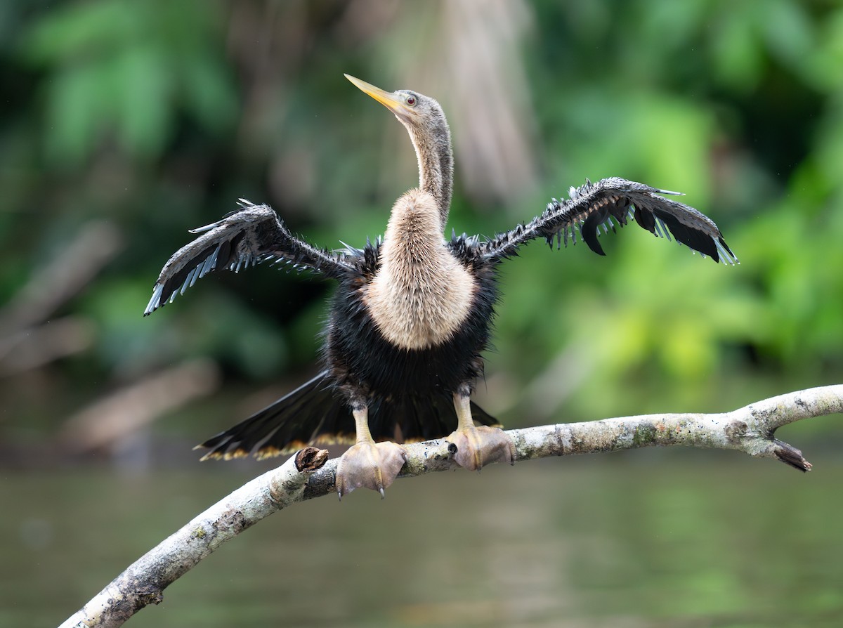Anhinga - ML646732301