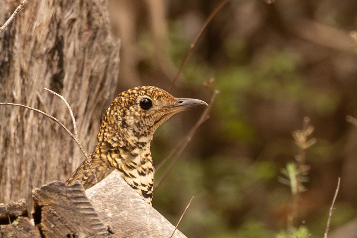 Bassian Thrush - ML646732305