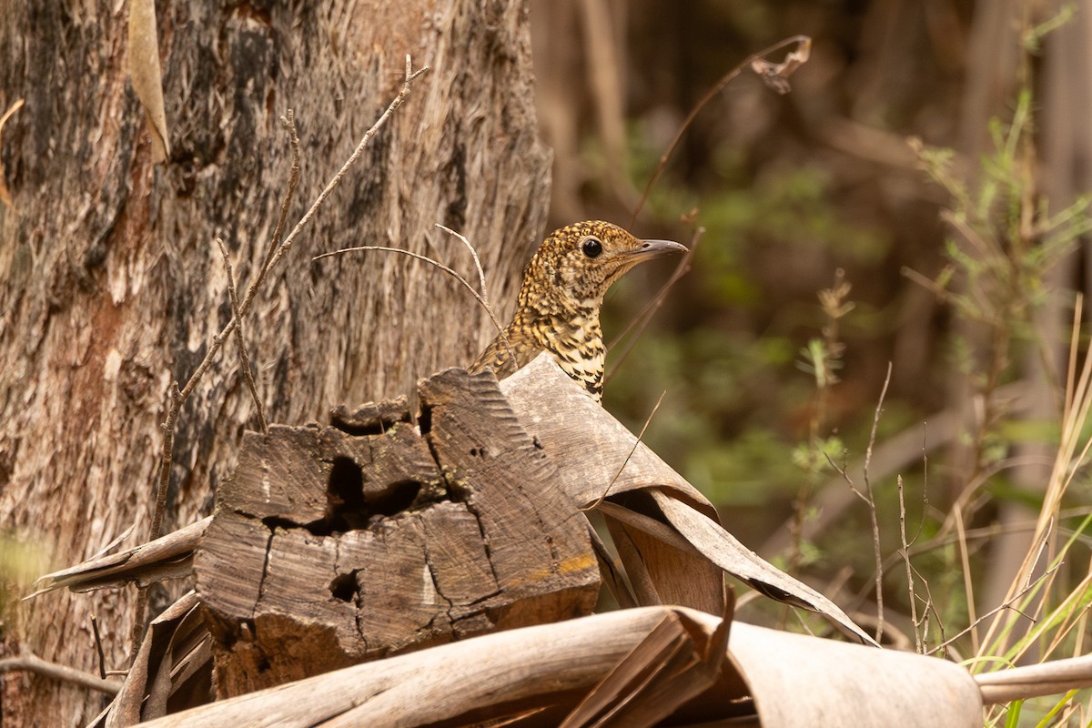 Bassian Thrush - ML646732306