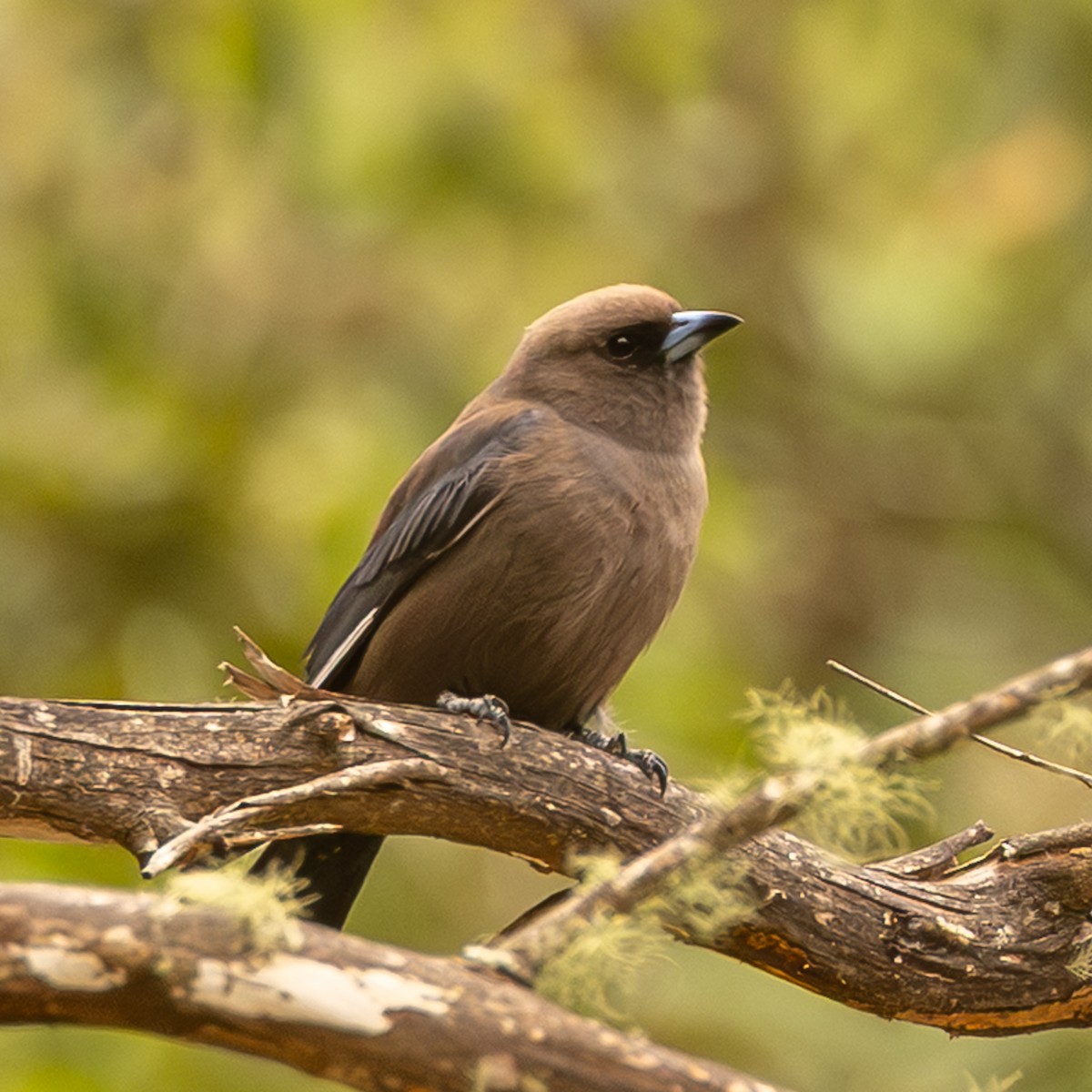 Dusky Woodswallow - ML646732307