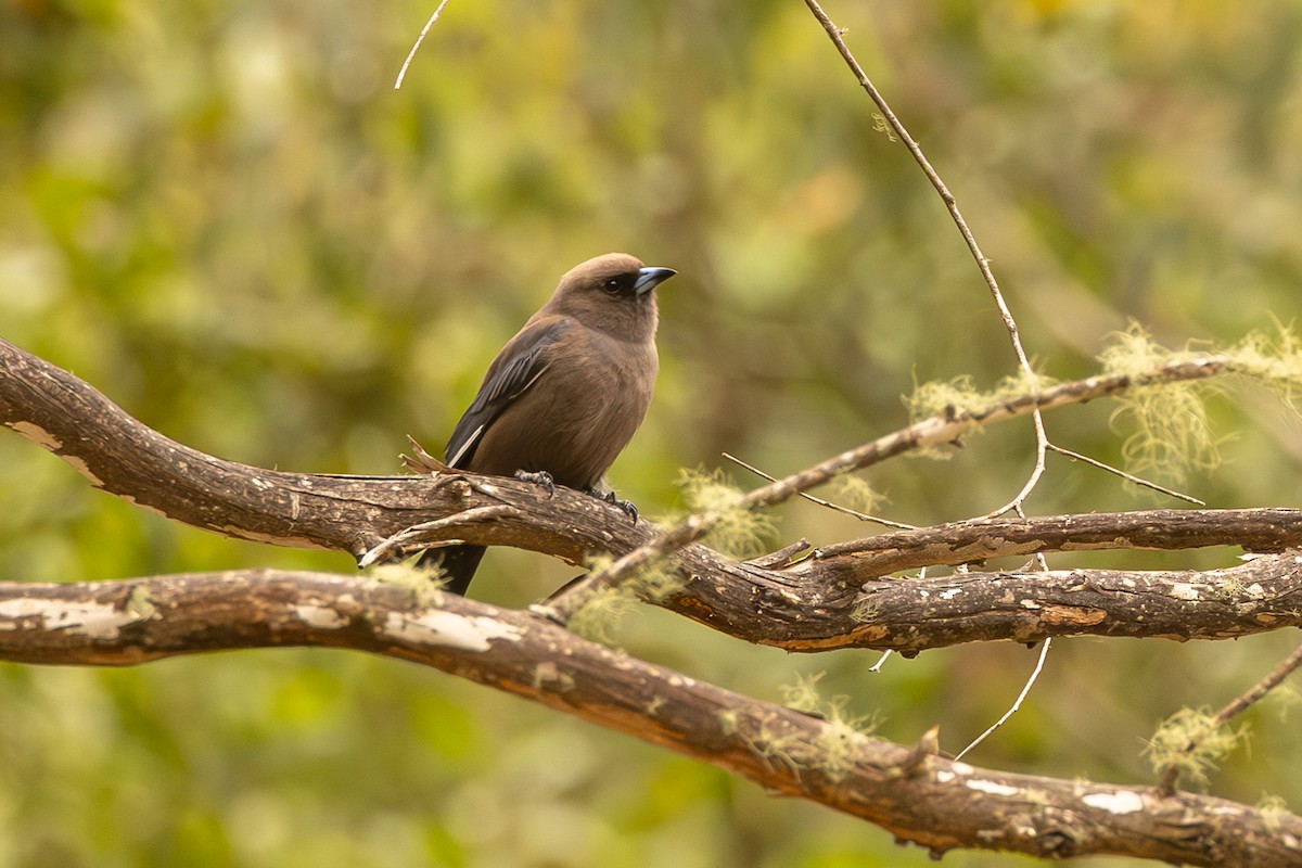 Dusky Woodswallow - ML646732308