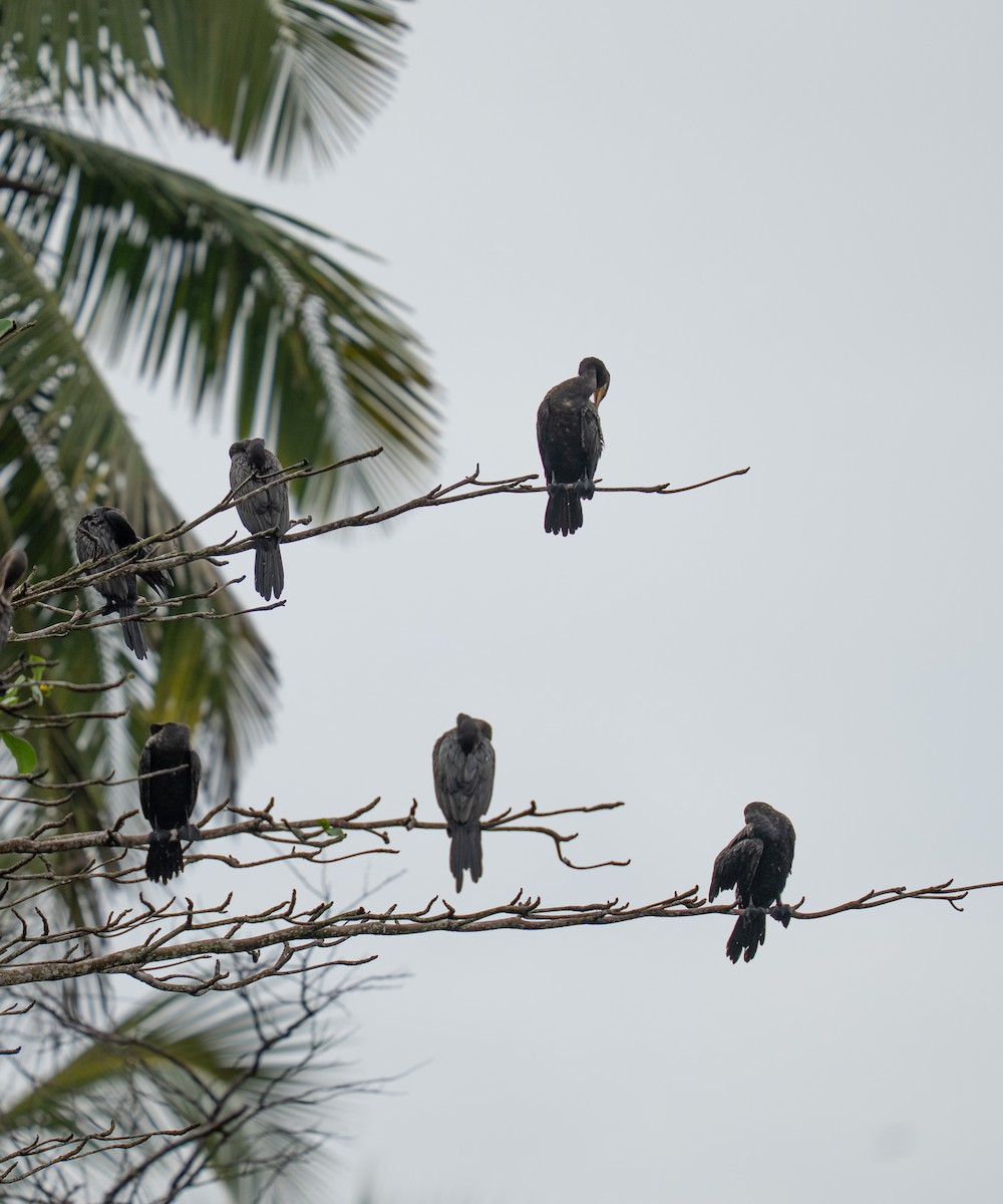 Neotropic Cormorant - ML646732309