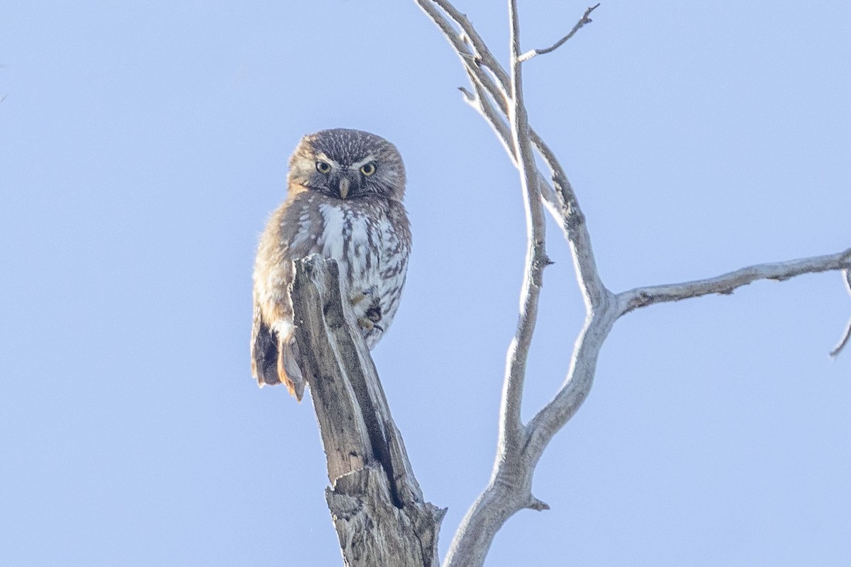 Austral Pygmy-Owl - ML646732310
