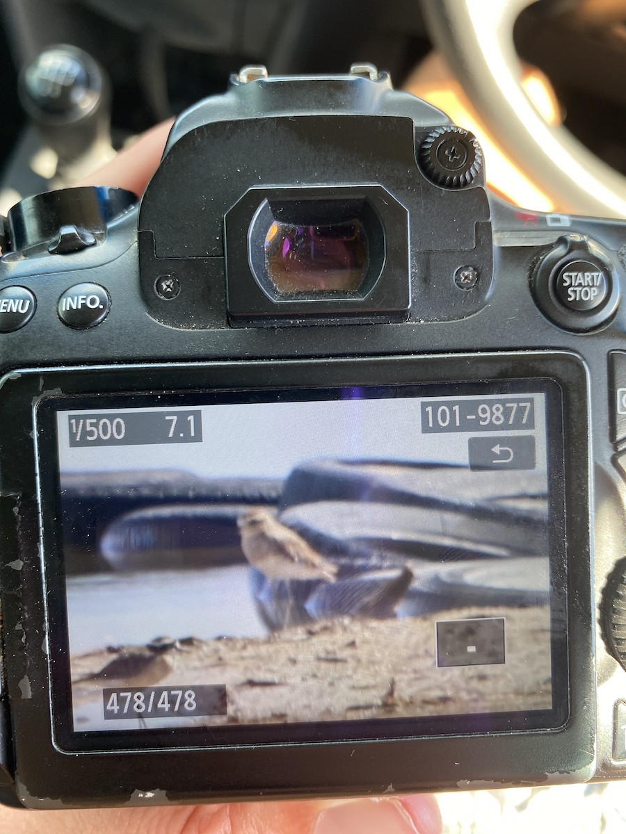 Pluvier asiatique - ML646732314