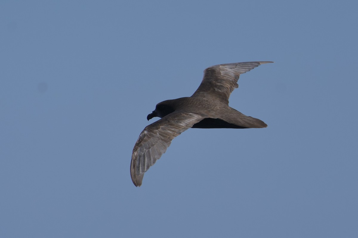 Great-winged Petrel - ML646732317