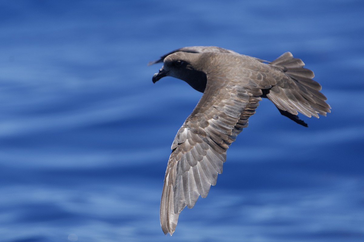 Great-winged Petrel - ML646732318