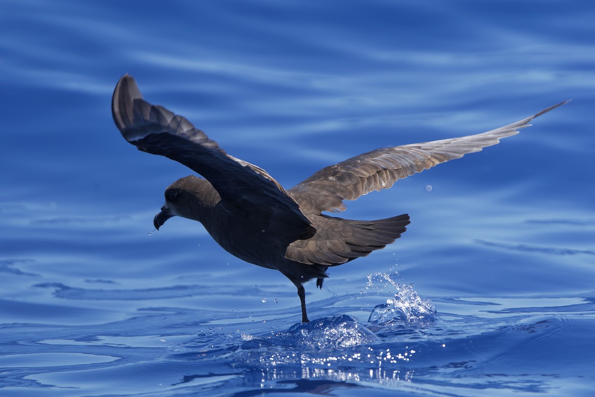 Great-winged Petrel - ML646732319