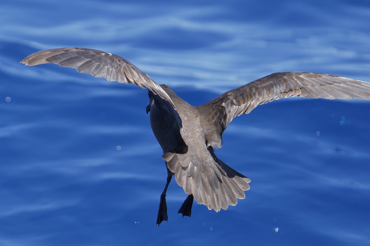 Great-winged Petrel - ML646732320