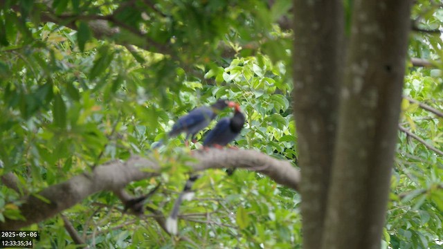 Кіта тайваньська - ML646732326