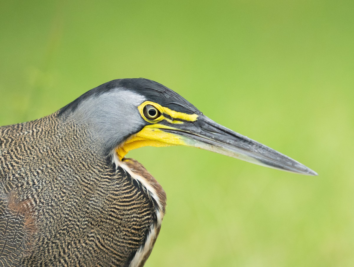 Bare-throated Tiger-Heron - ML646732329