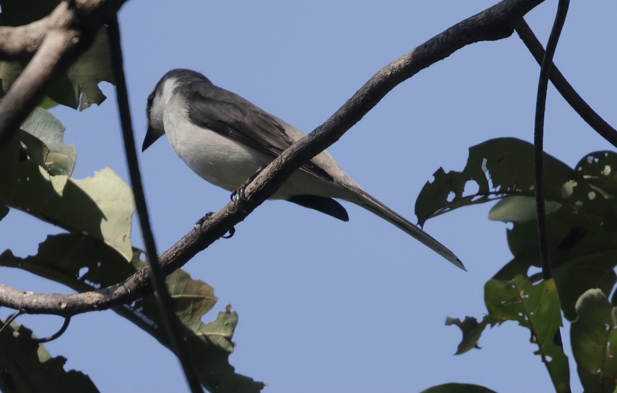 Kül Rengi Minivet - ML646732331