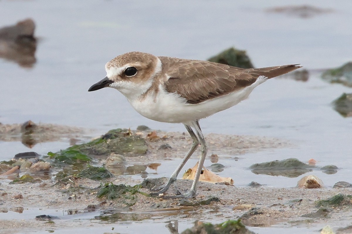 Javan Plover - ML646732332