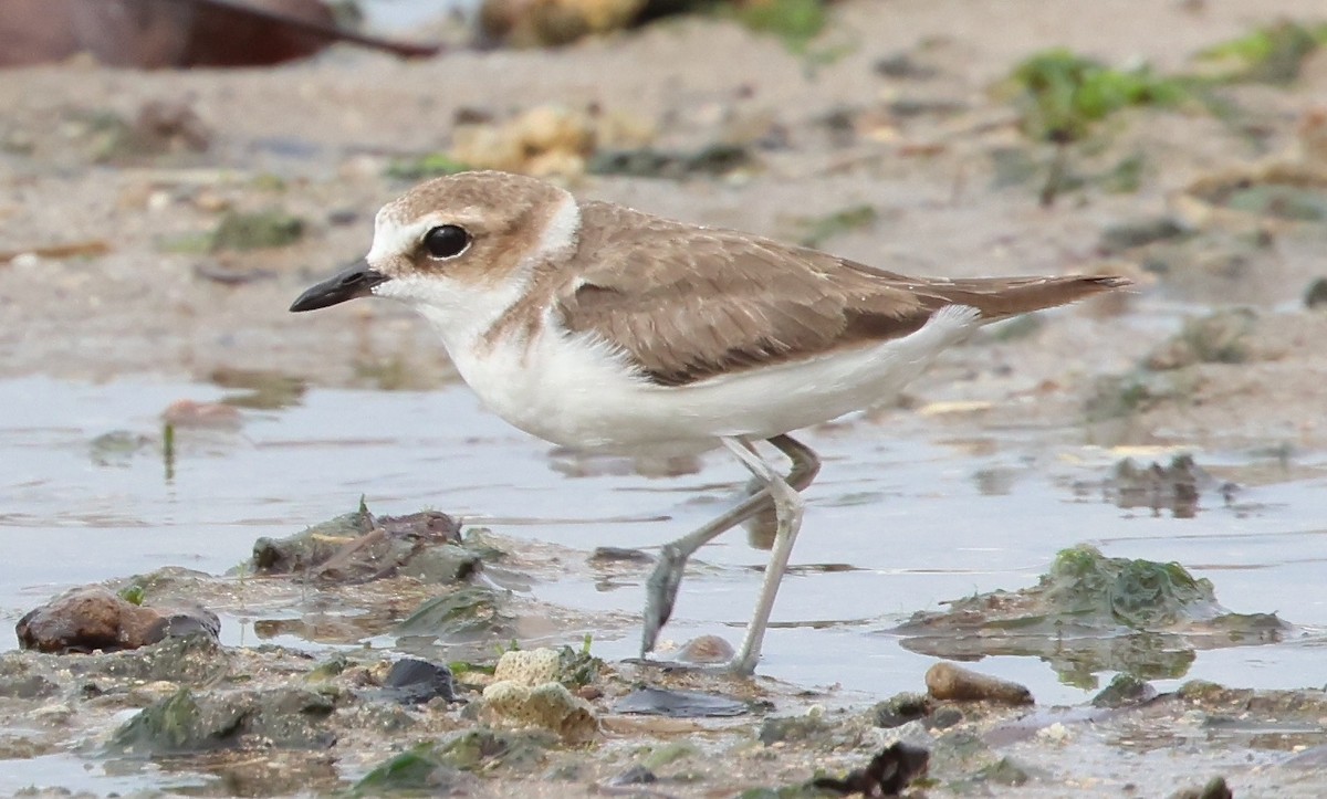 Javan Plover - ML646732334