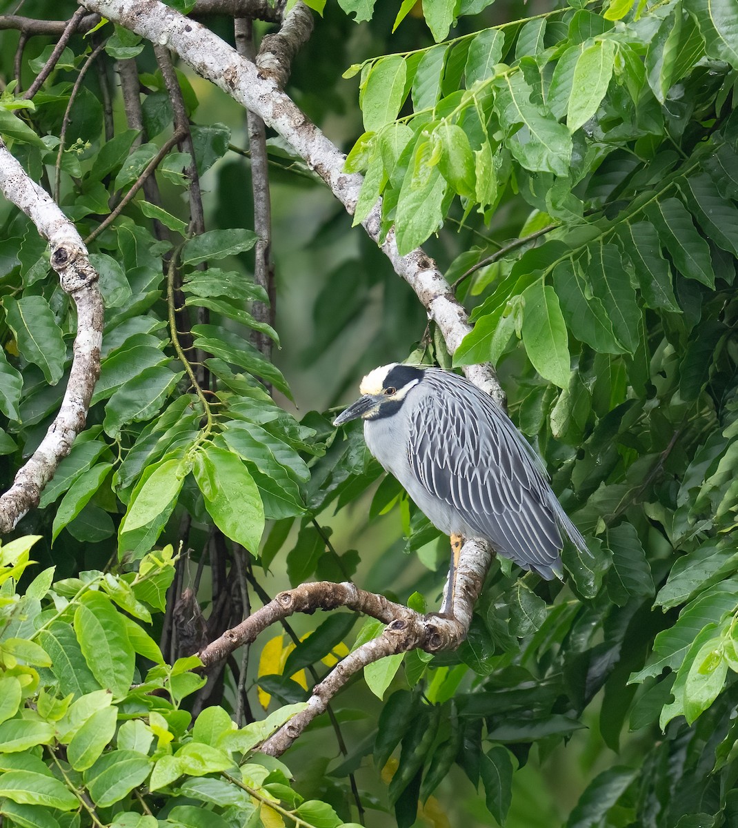 Yellow-crowned Night Heron - ML646732338