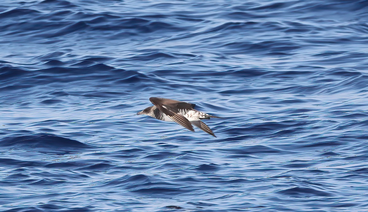 Korsanmartı - ML646732340