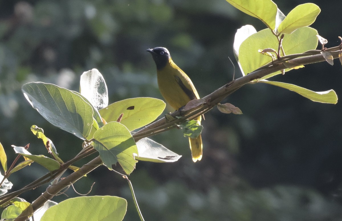 Black-headed Bulbul - ML646732342