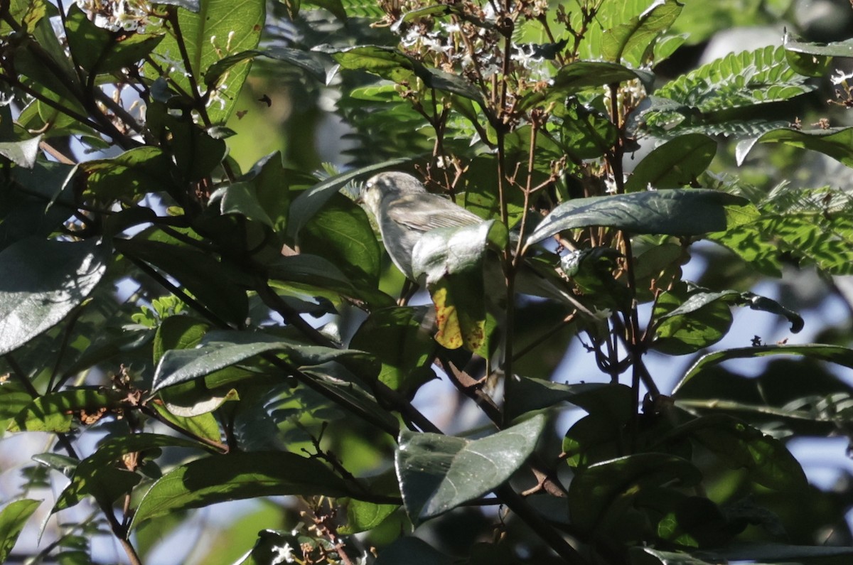 Greenish Warbler - ML646732345