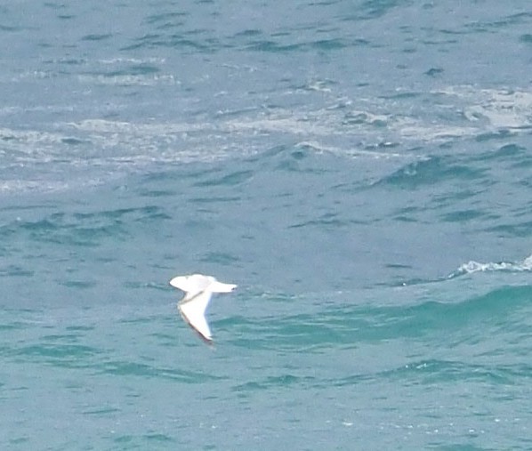 Black-legged Kittiwake - ML646732354