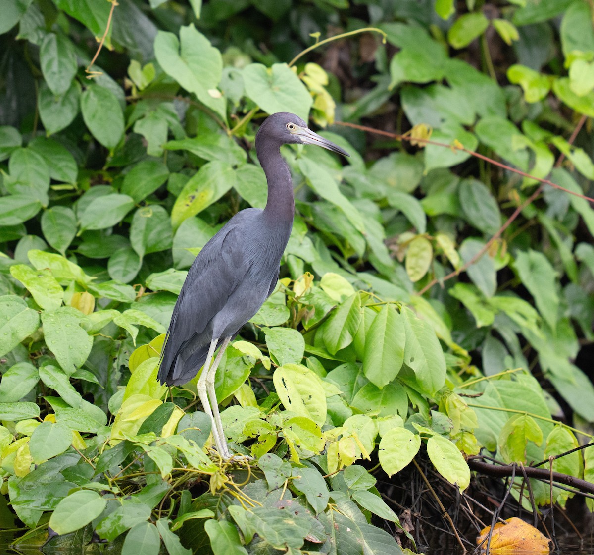 Little Blue Heron - ML646732360