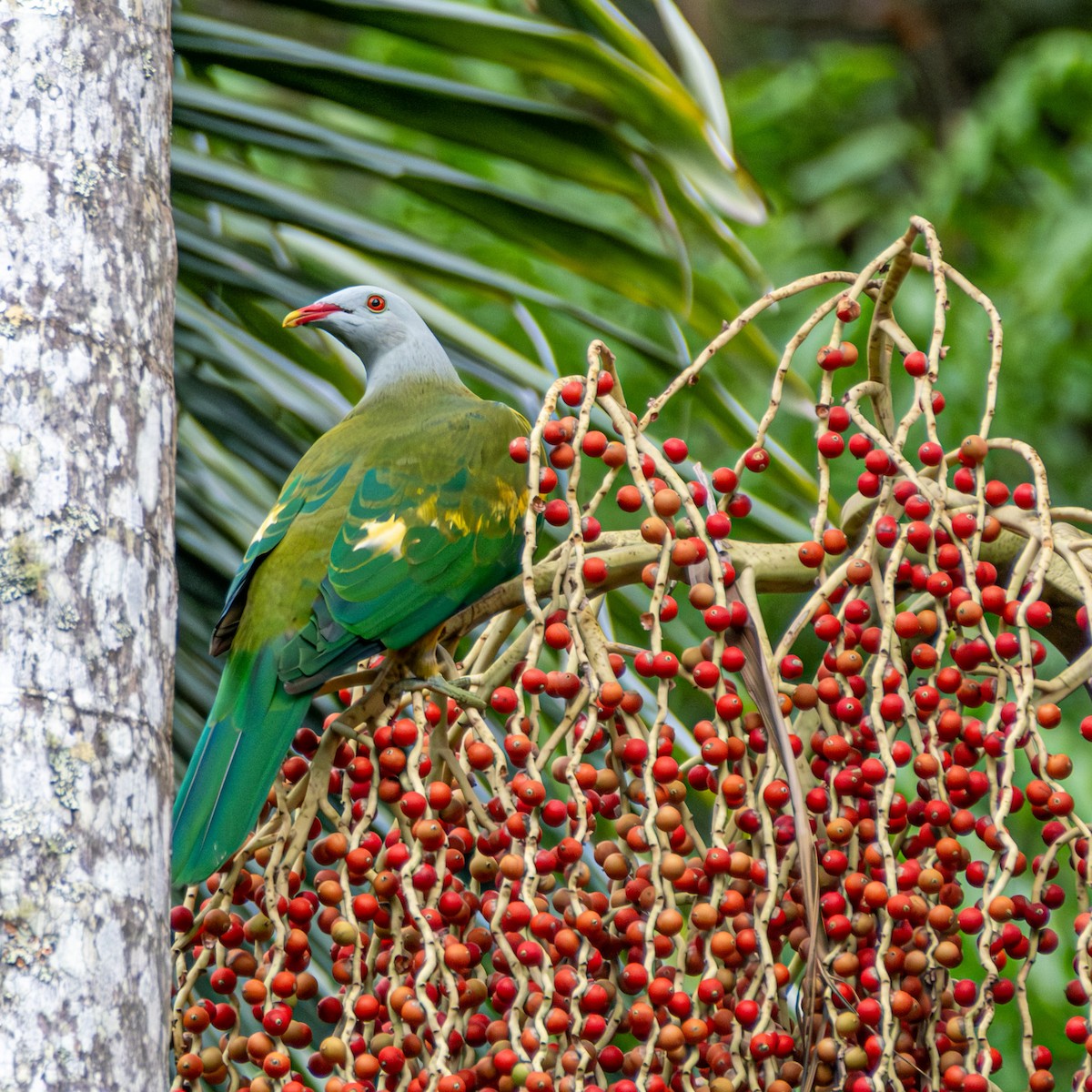 Purpurbrust-Fruchttaube - ML646732369