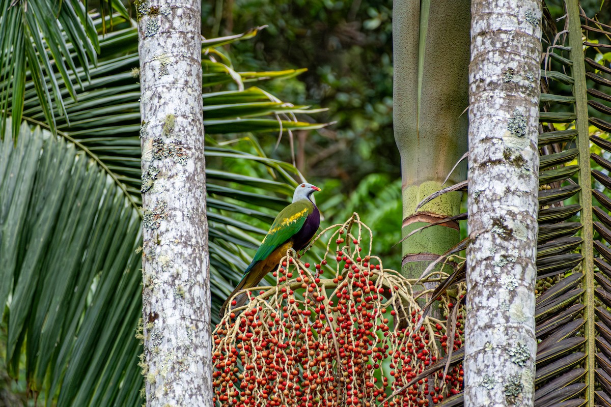 Purpurbrust-Fruchttaube - ML646732370