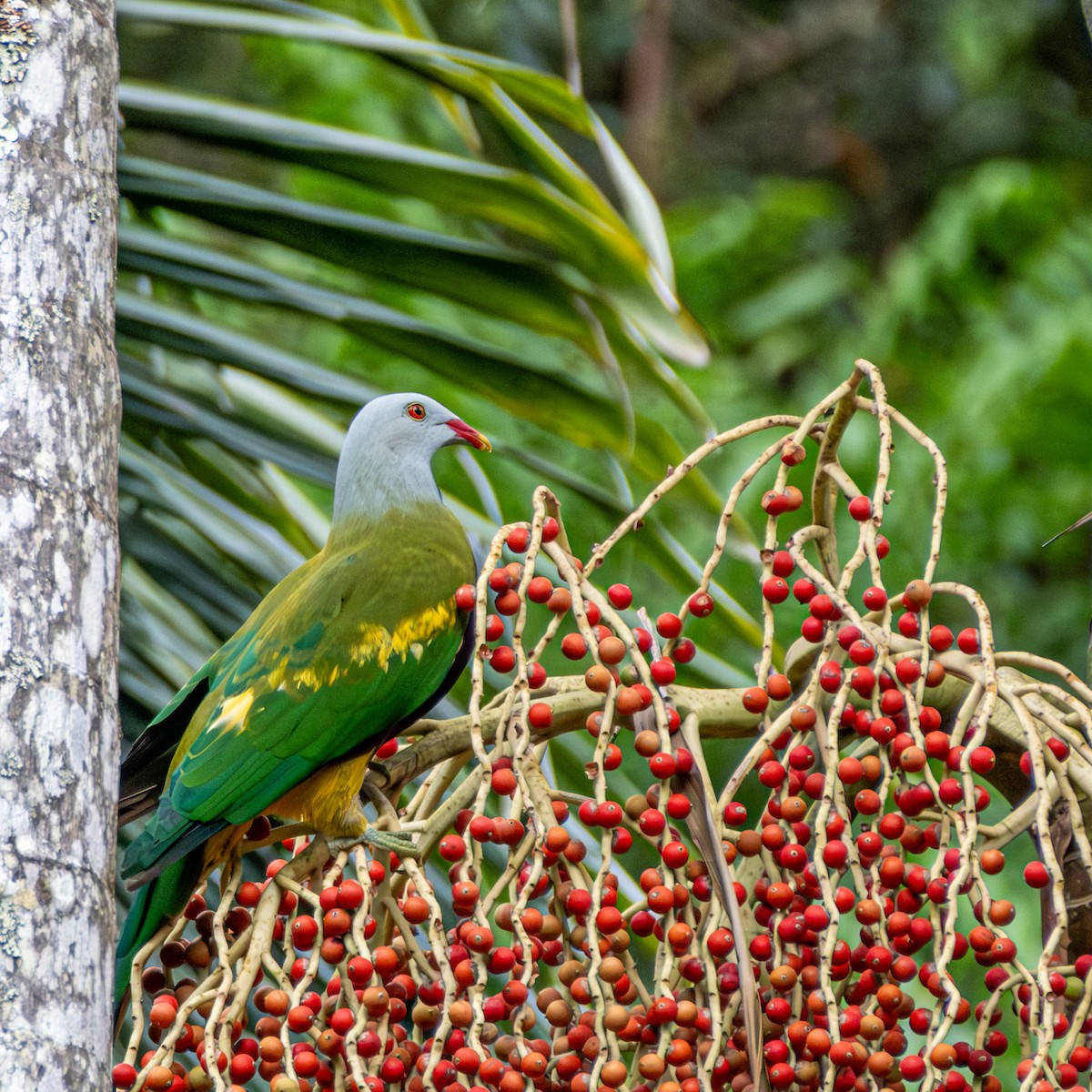 Purpurbrust-Fruchttaube - ML646732371