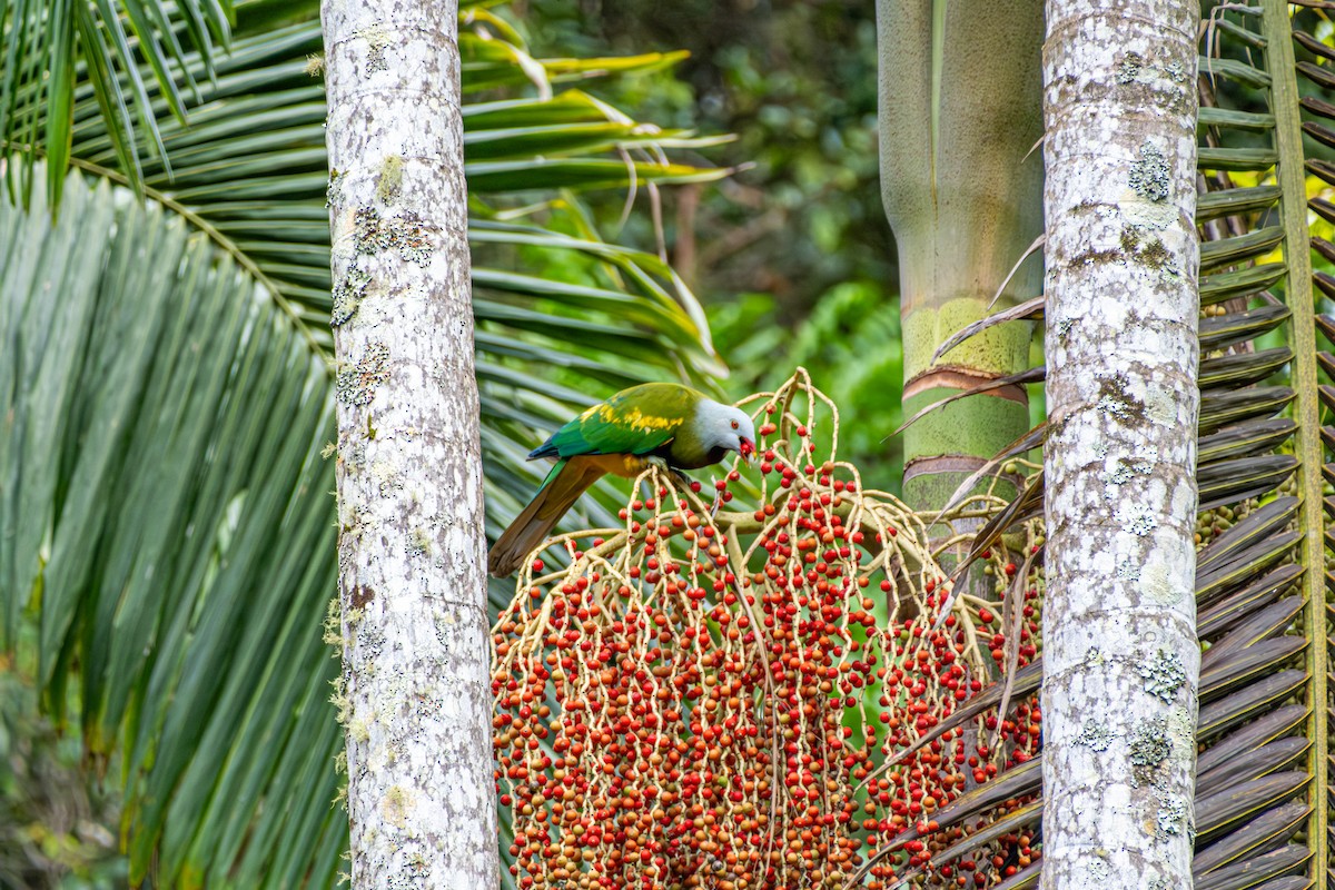 Purpurbrust-Fruchttaube - ML646732372