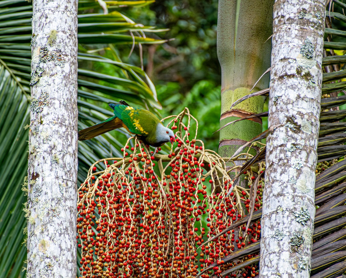 Purpurbrust-Fruchttaube - ML646732373