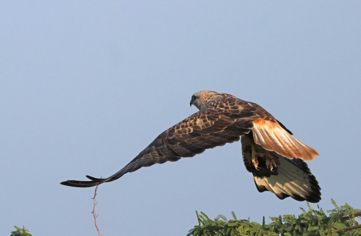 káně bělochvostá - ML646732374