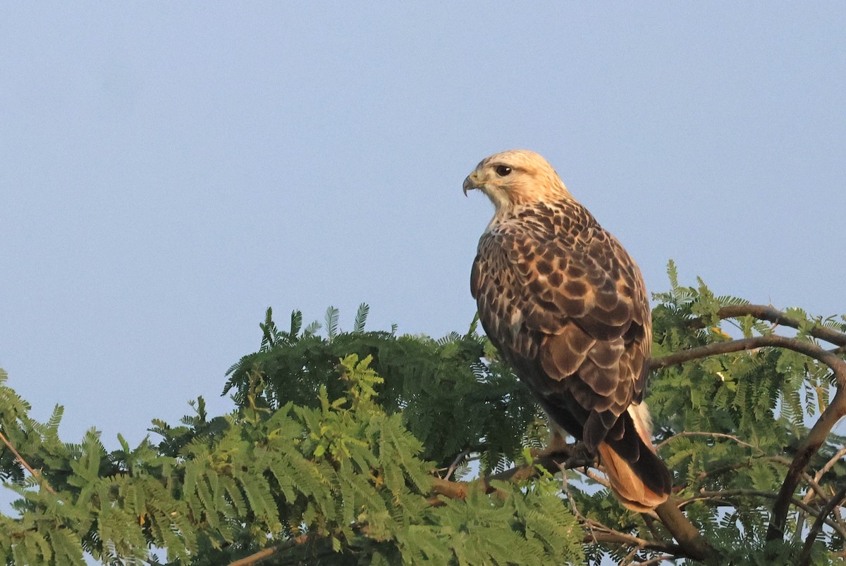 káně bělochvostá - ML646732375