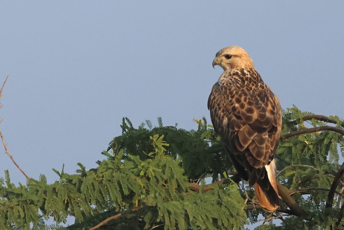 káně bělochvostá - ML646732376