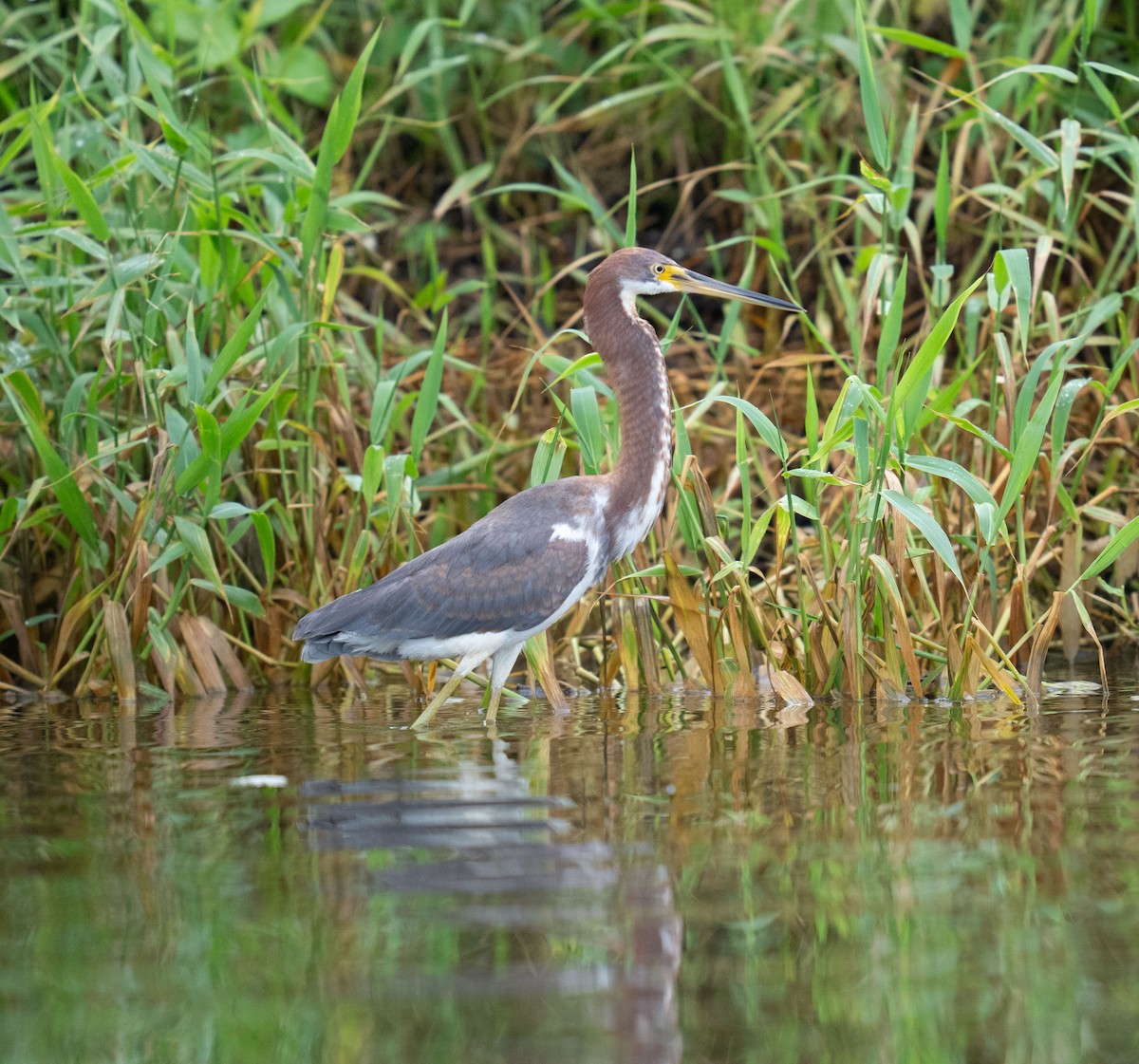 Tricolored Heron - ML646732377