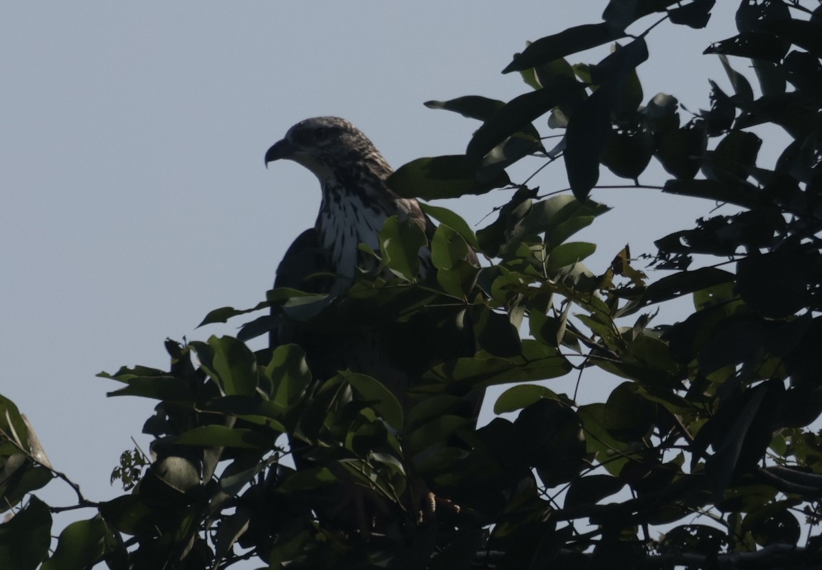 Oriental Honey-buzzard - ML646732378