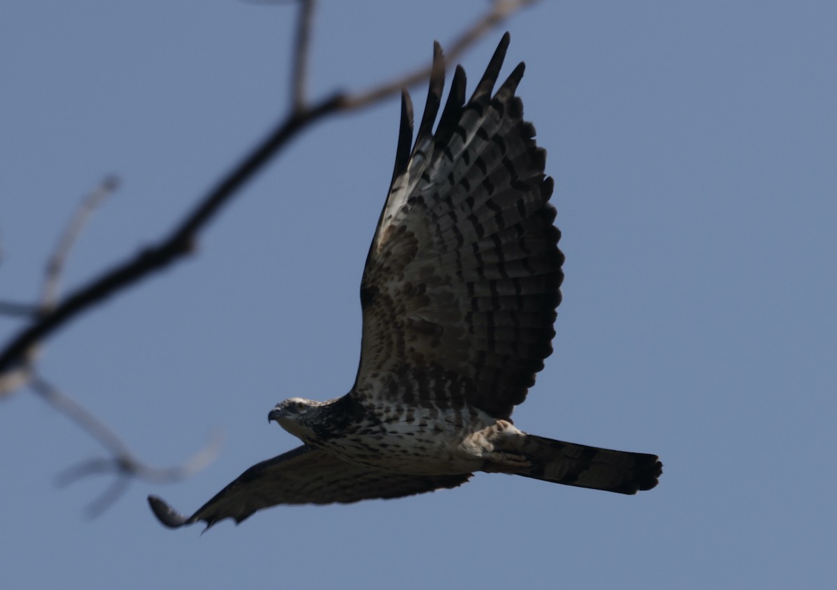 Oriental Honey-buzzard - ML646732379