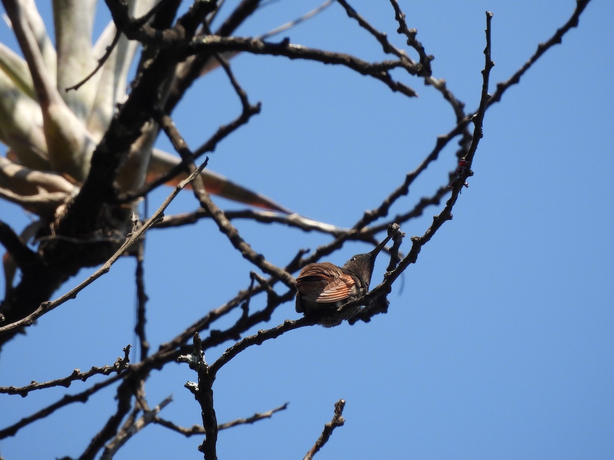 Berylline Hummingbird - ML646732380