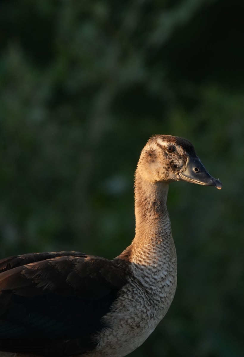 Knob-billed Duck - ML646732381
