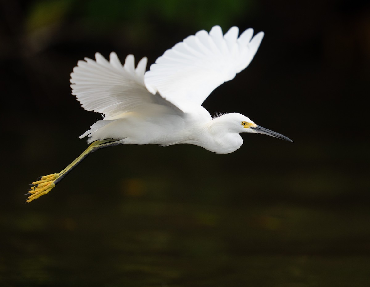 Snowy Egret - ML646732382