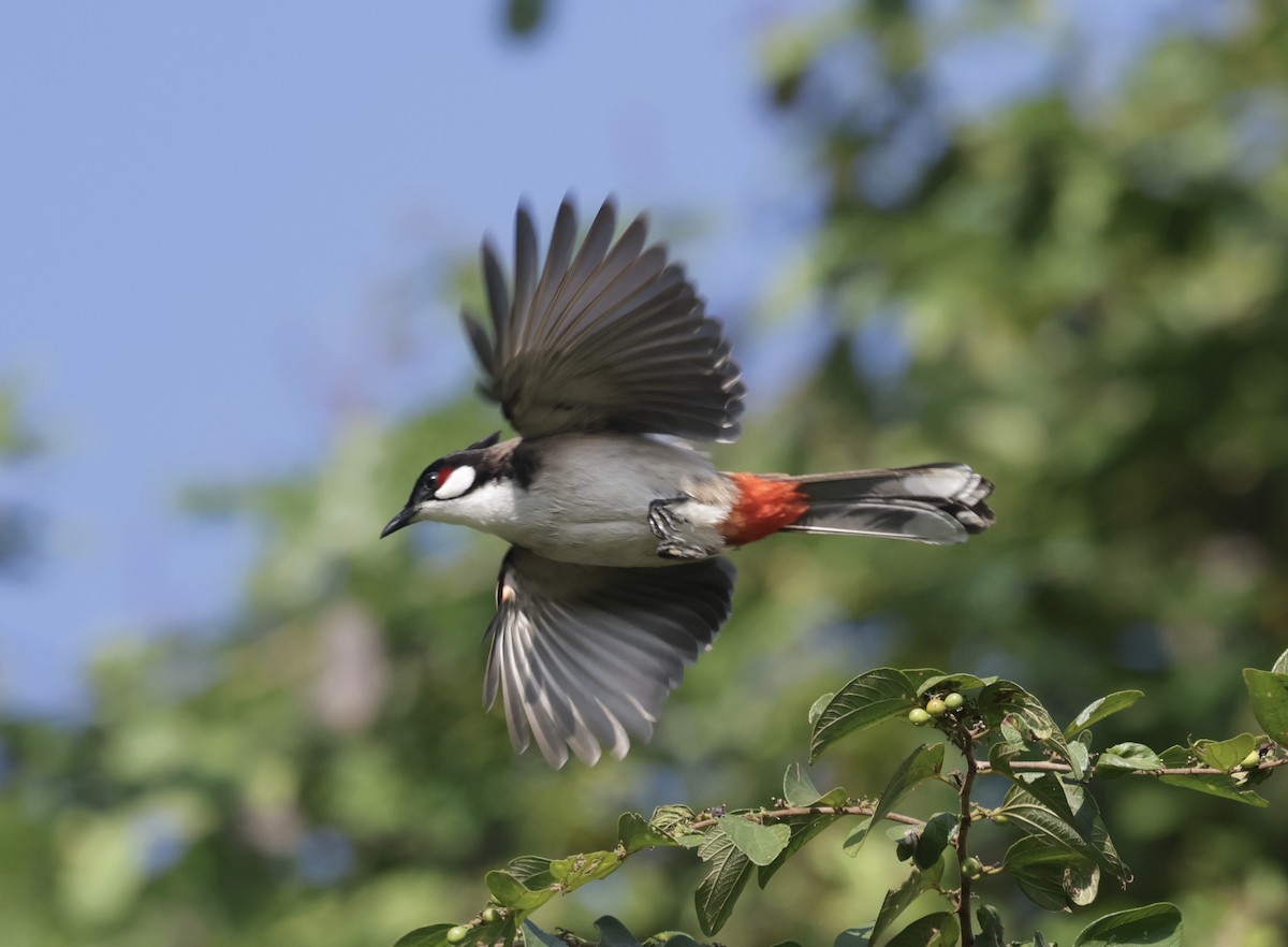 Red-whiskered Bulbul - ML646732383