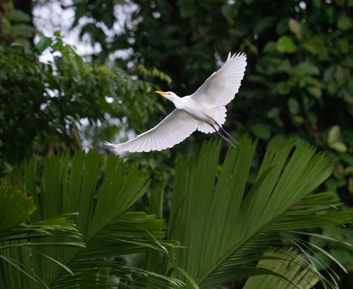 Western Cattle-Egret - ML646732384