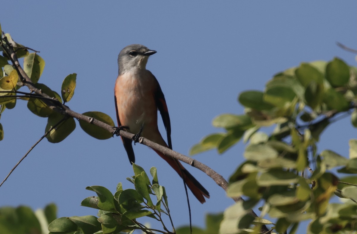 Rosy Minivet - ML646732385