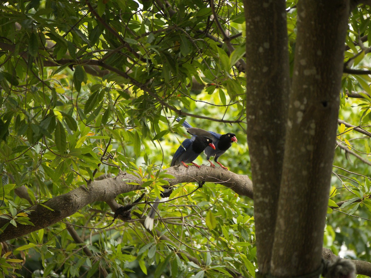 Taiwan Blue-Magpie - ML646732386