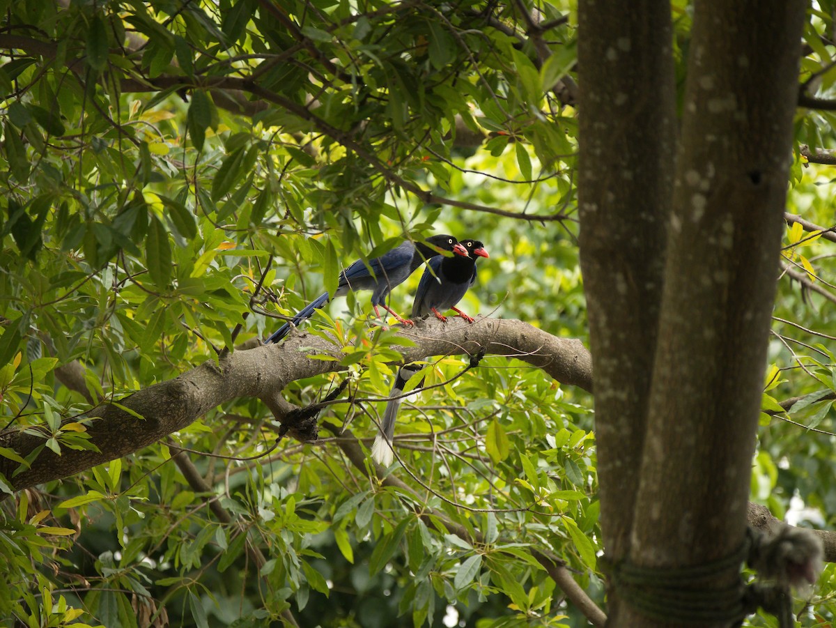 Taiwan Blue-Magpie - ML646732387